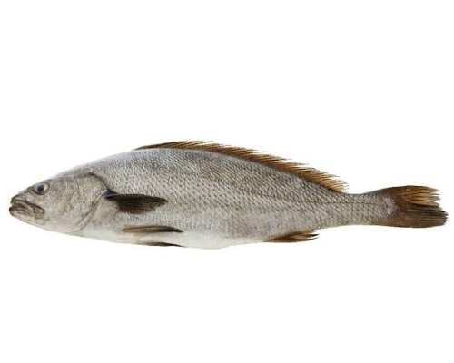 Fish of the Day - Jewfish