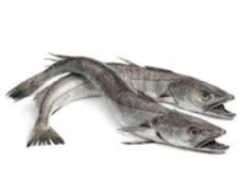 Hake