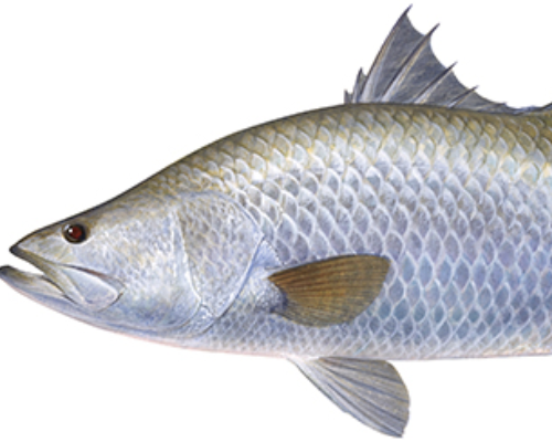 Barramundi
