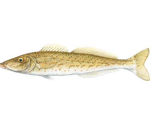 Whiting
